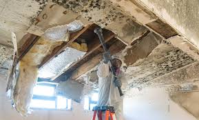 Mold Documentation for Insurance Claims in Clayton, CA